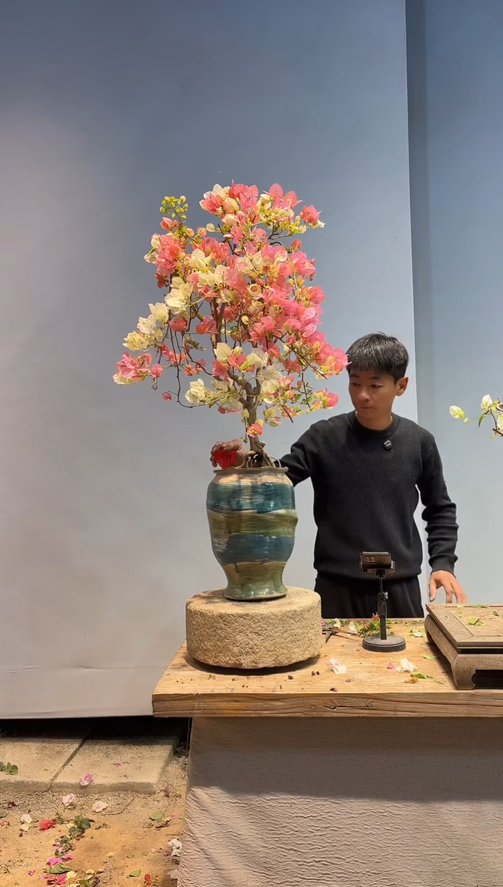 以实际为准三角梅A39