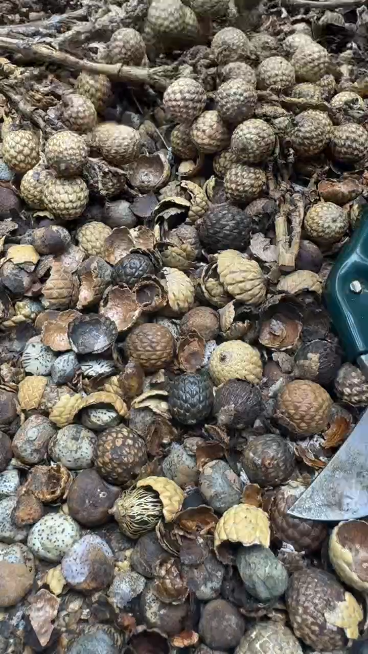 【闪购商品】星月菩提手串青稞手作16号