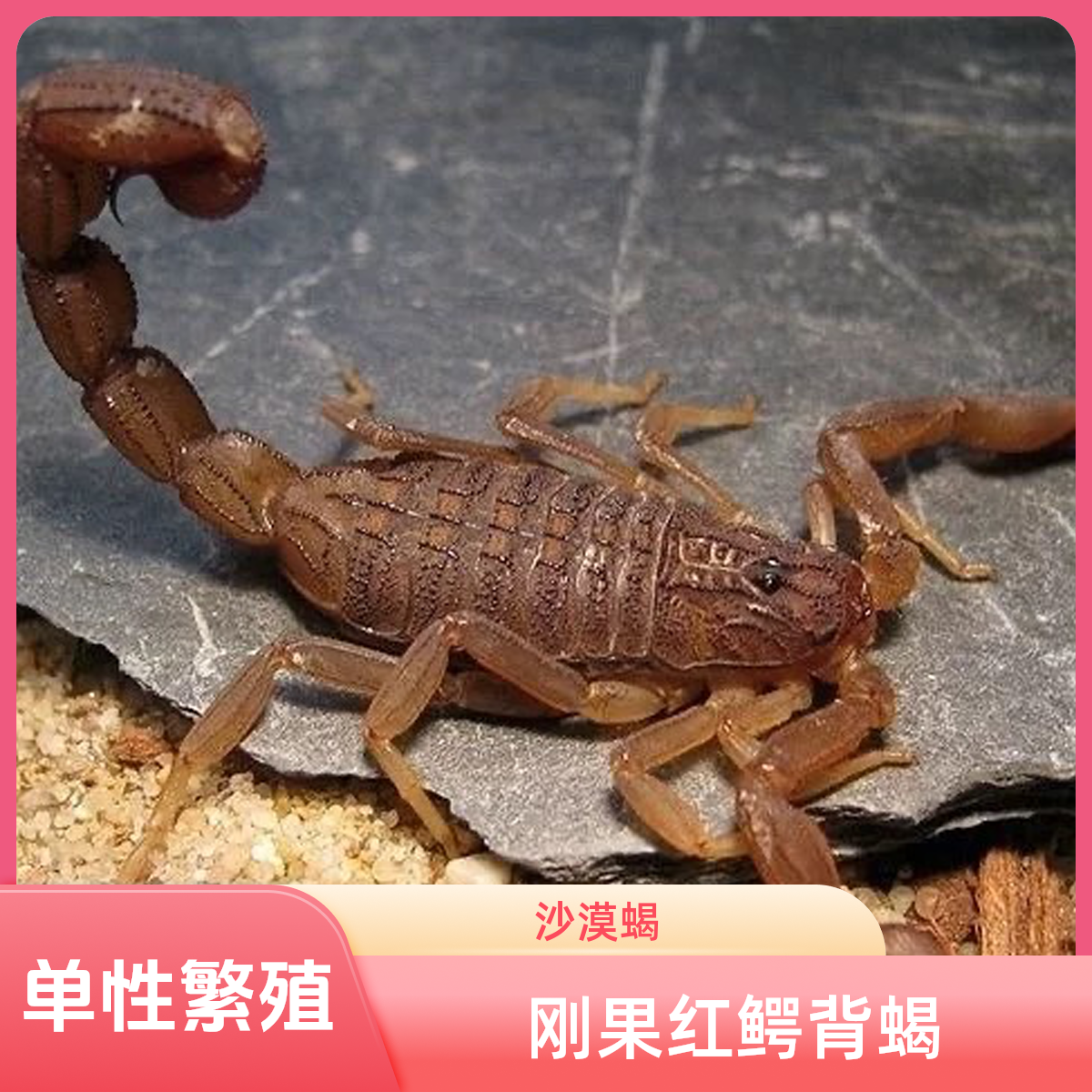 刚果红鳄背蝎单性繁殖沙漠蝎宠物蝎包邮新手好养入门异宠