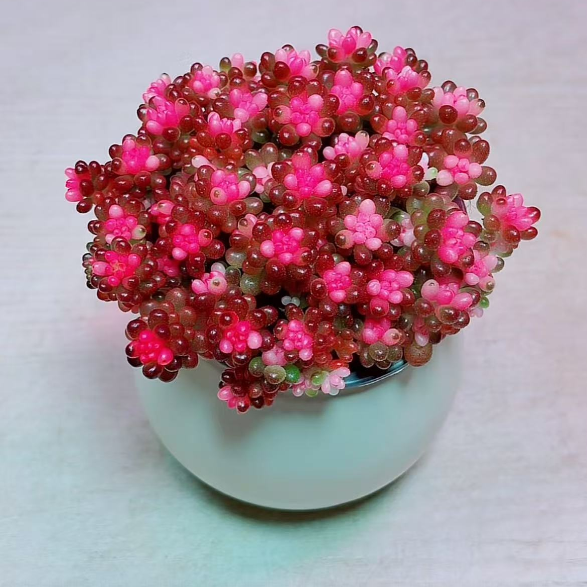 七彩龙珠多肉植物【带7cm塑料盆】