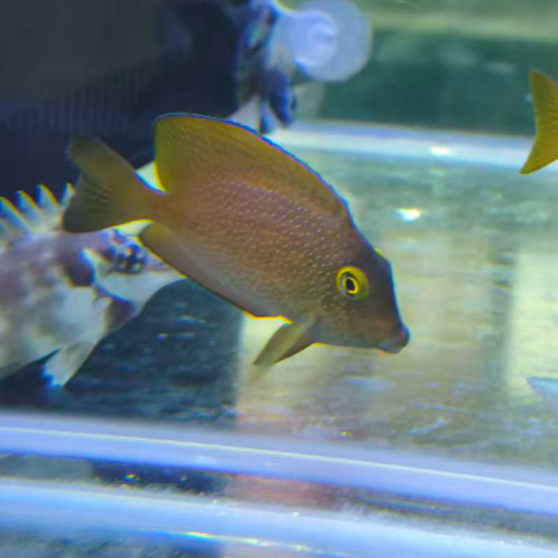 金眼吊海水观赏鱼已检疫健康活泼默认顺丰