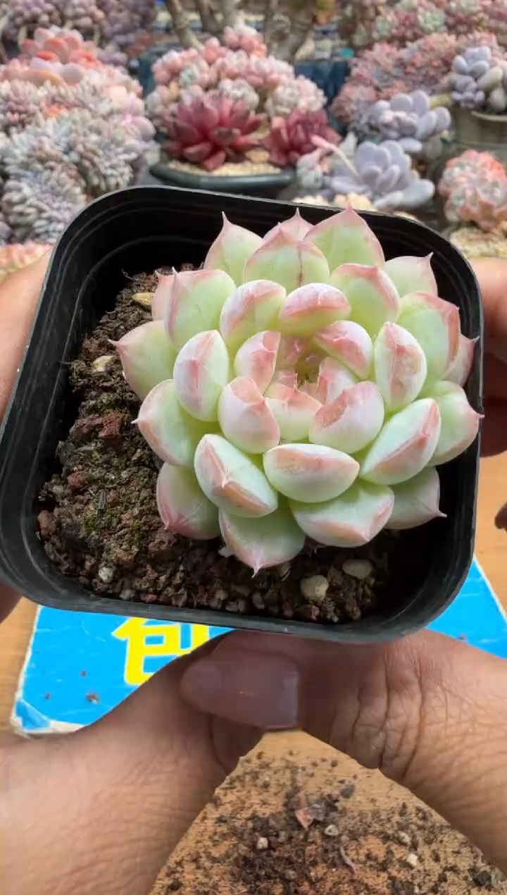 东云多肉园二店-605