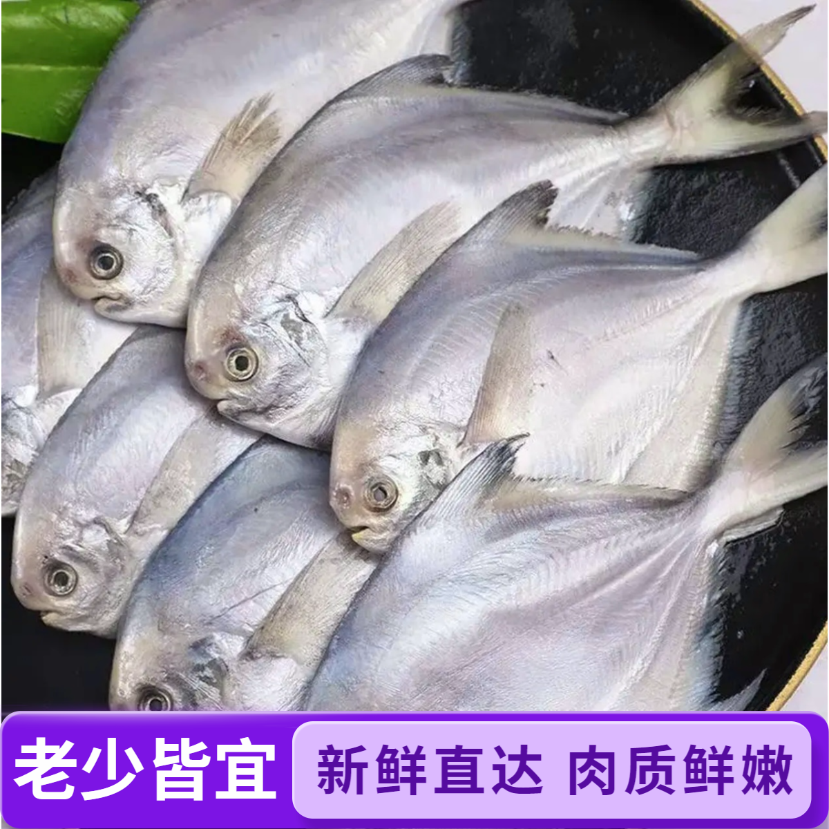 当季银鲳鱼海捕新鲜刺少肉嫩速冻发货 净重4斤（20条）