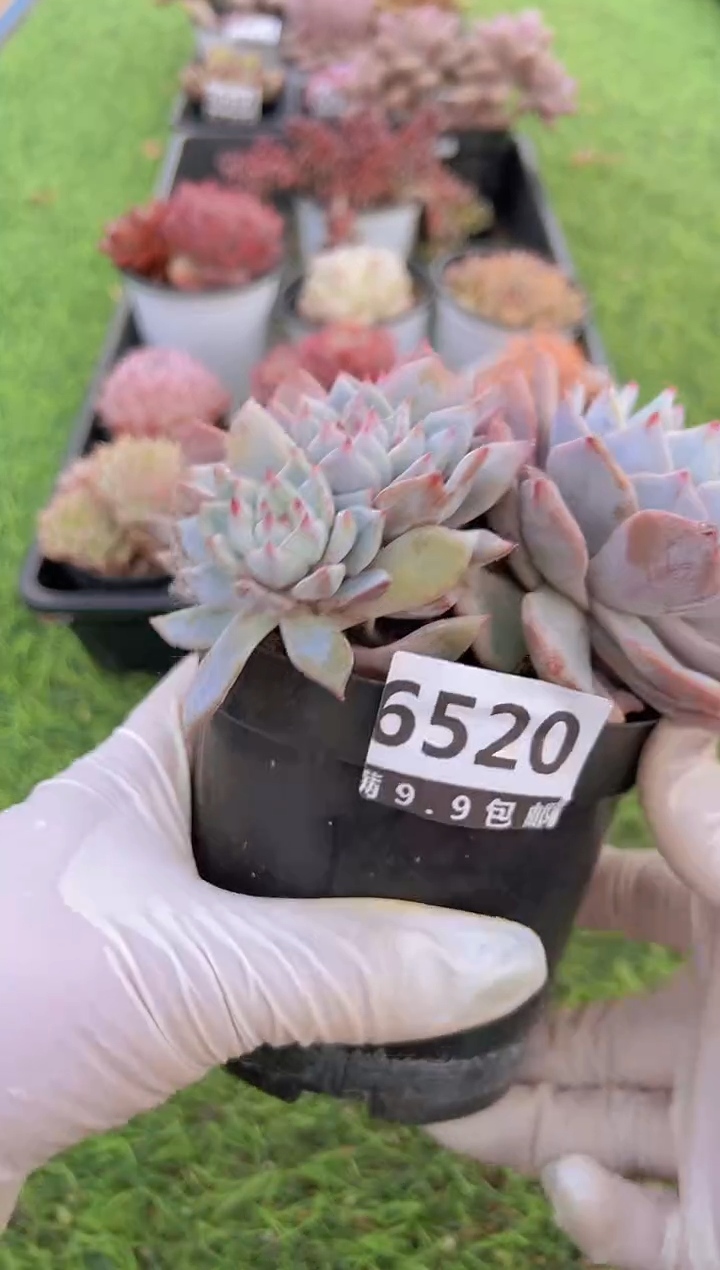 【闪购商品】信福多肉一物一拍