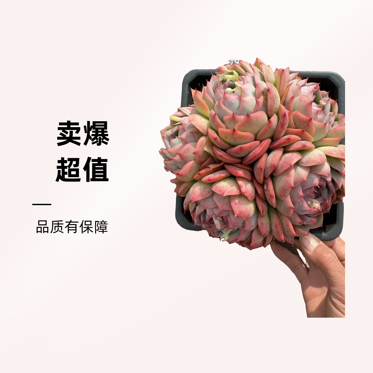 大侧影群生  熊猫多肉（满19包邮）脱土发  庭院美观  净化空气  