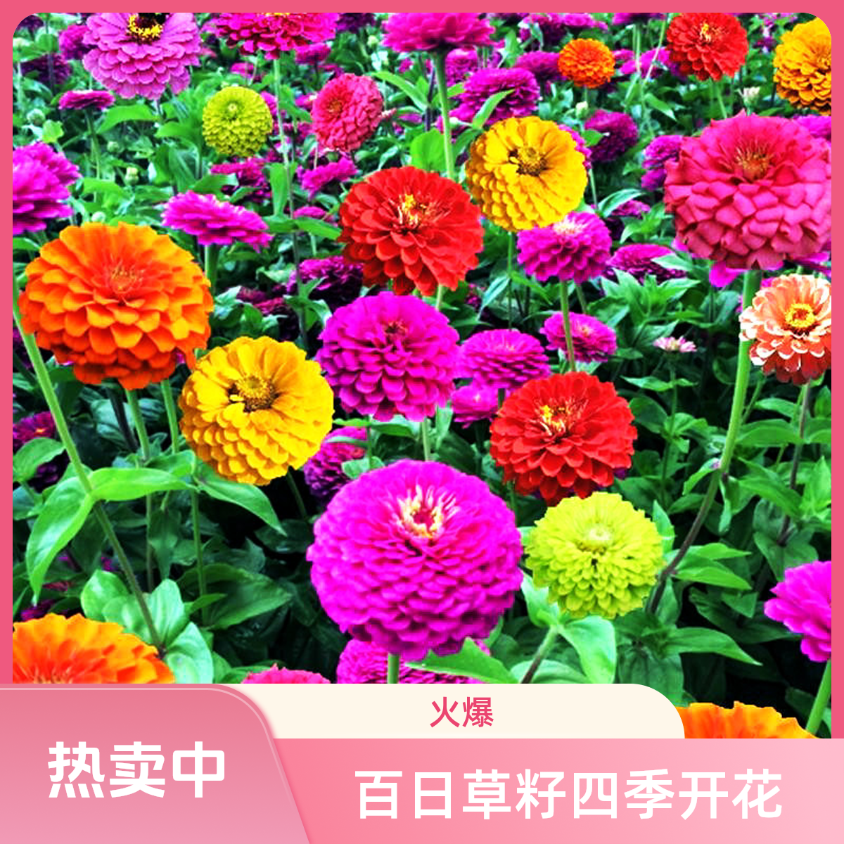 重瓣大花多色百日草步步高花种子四季开花适合室外庭院阳台种植