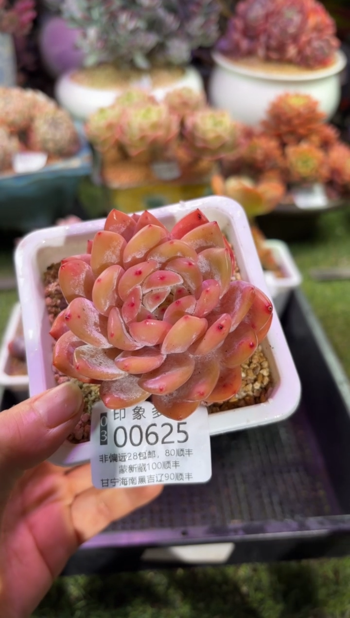 【闪购商品】00625