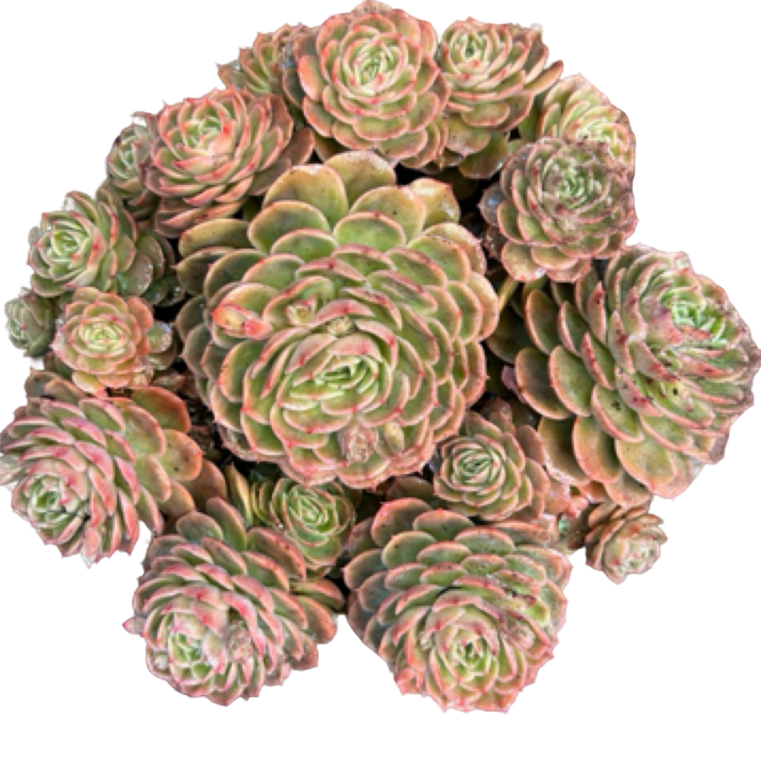 眼镜多肉（大群昂斯诺）老桩飘枝盆栽盆景多肉