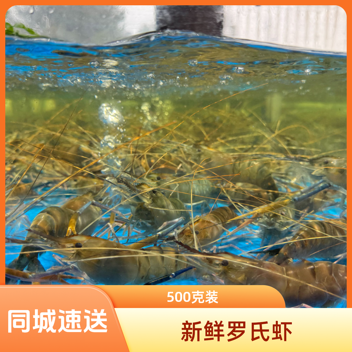 【鲜活罗氏虾】1250克 保鲜不保活