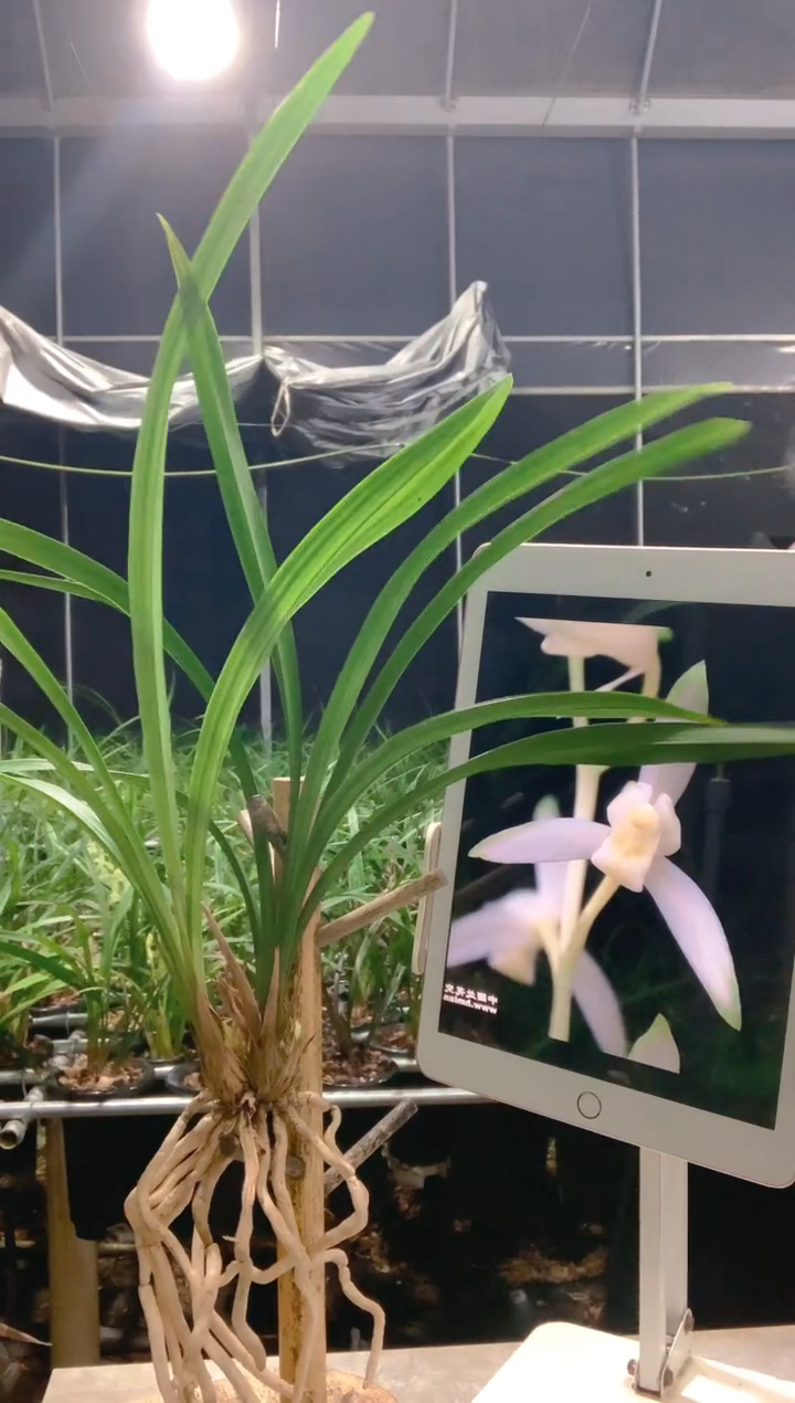 当前无花栽培后可以开花心**冰青山玉泉