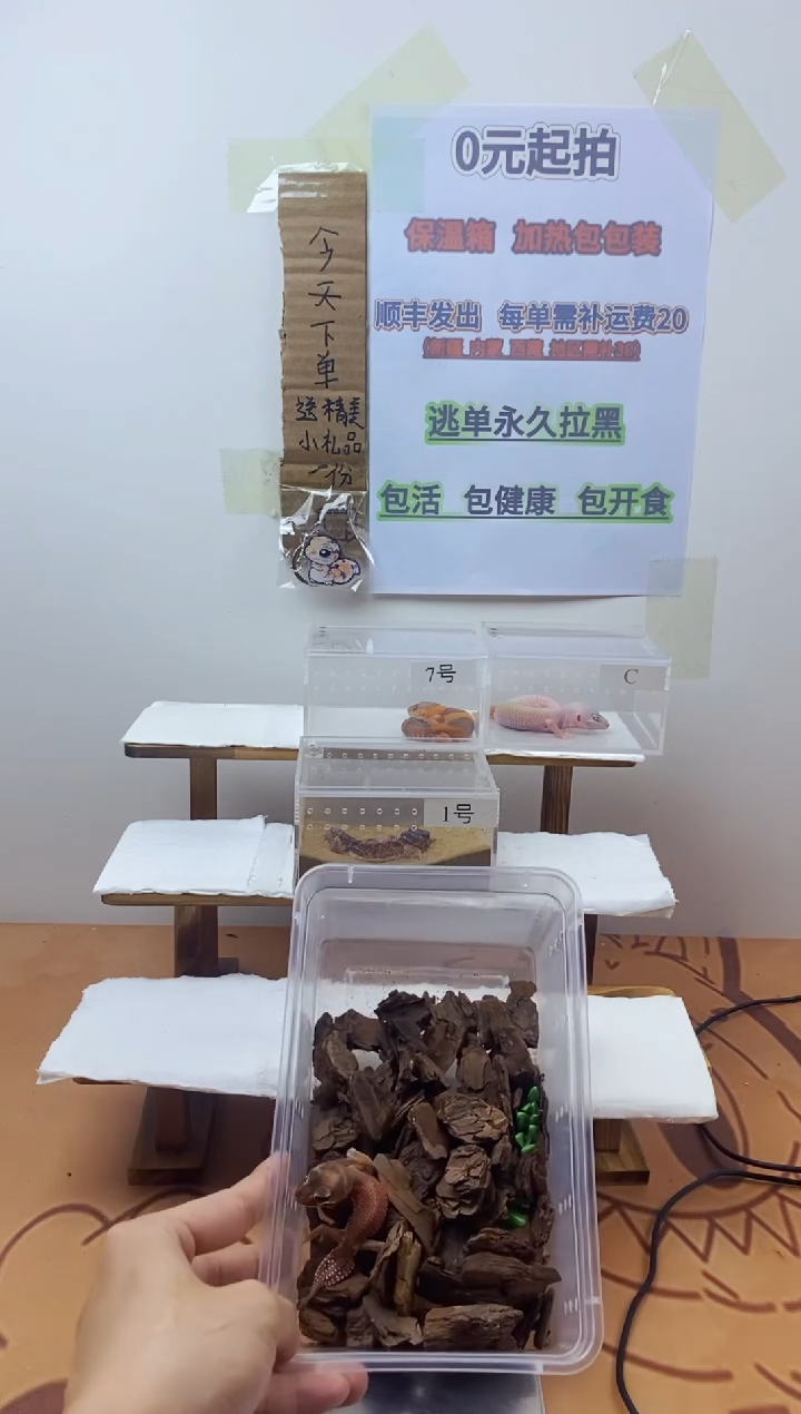 豹纹守宫豹纹守宫幼苗亚成体成体肥尾