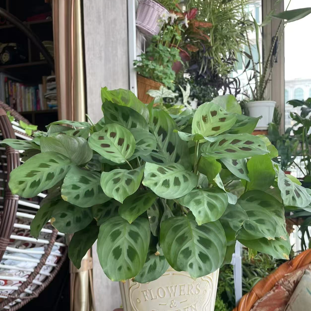 （豹斑竹芋）室内观叶好养耐旱网红型植物