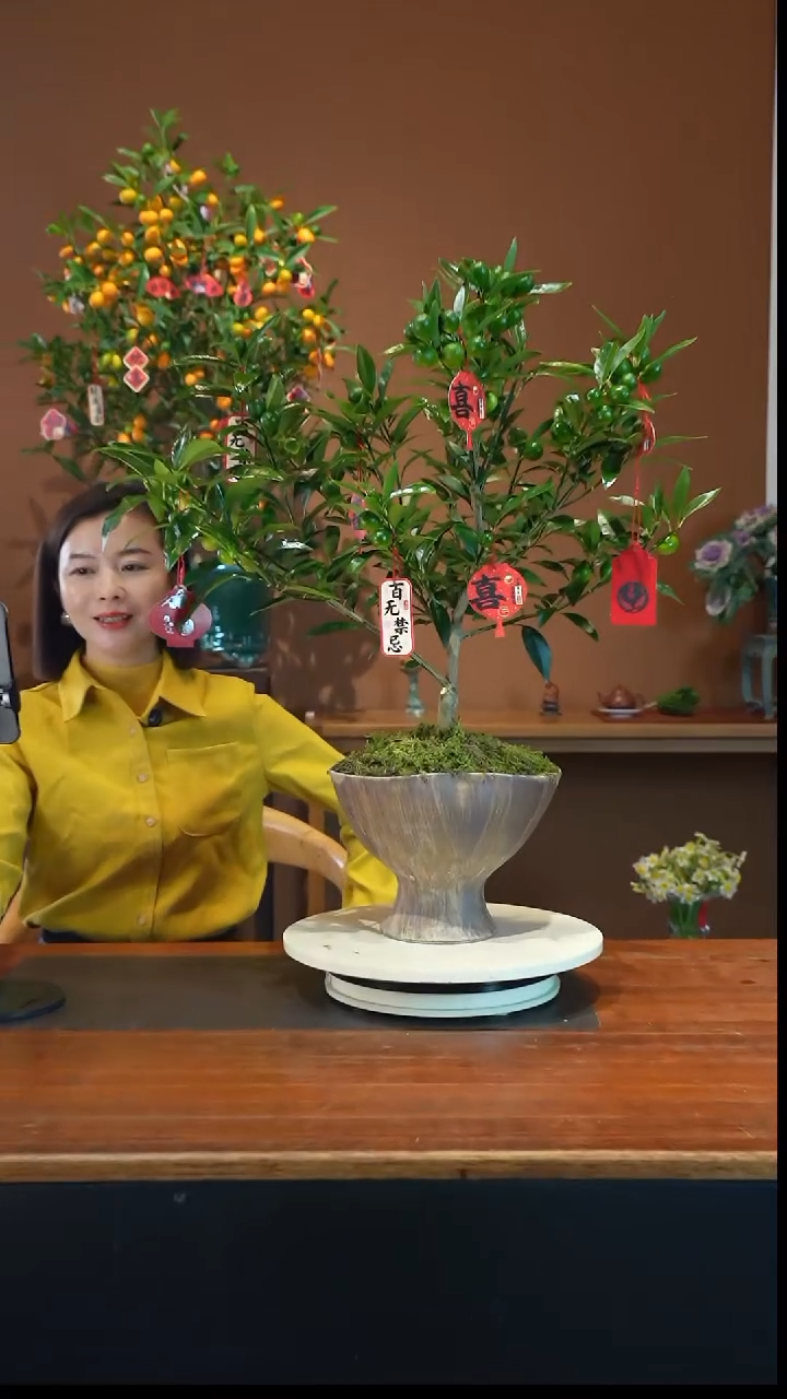 全部花朵脆皮金枣盆景盆景