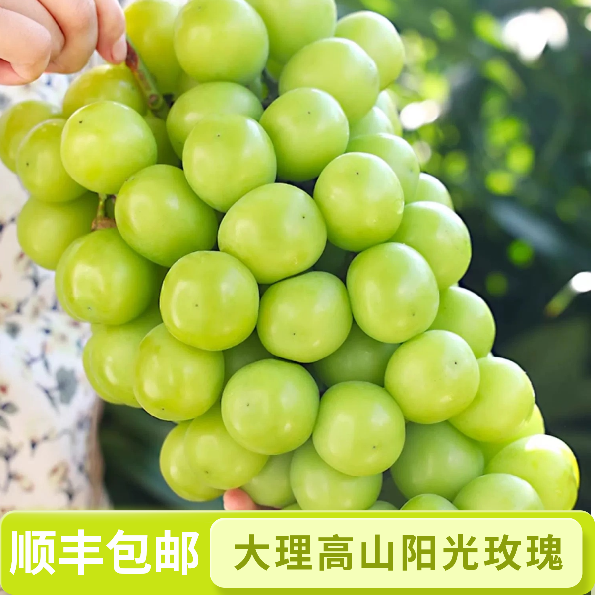 顺丰云南高山阳光玫瑰葡萄新鲜采摘脆甜无籽带玫瑰香