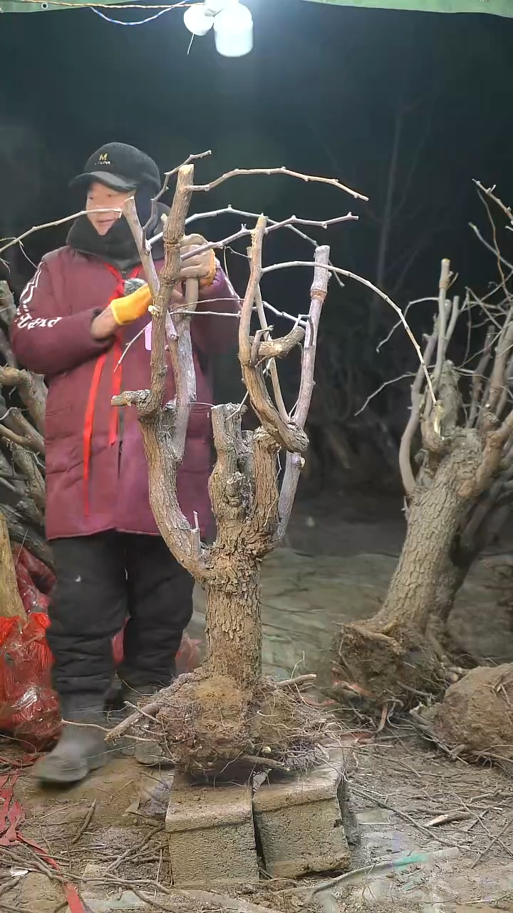 完全开放枣树1180