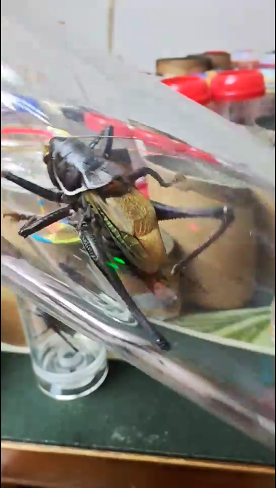 蝈蝈蓝脸铁皮蝈蝈一只