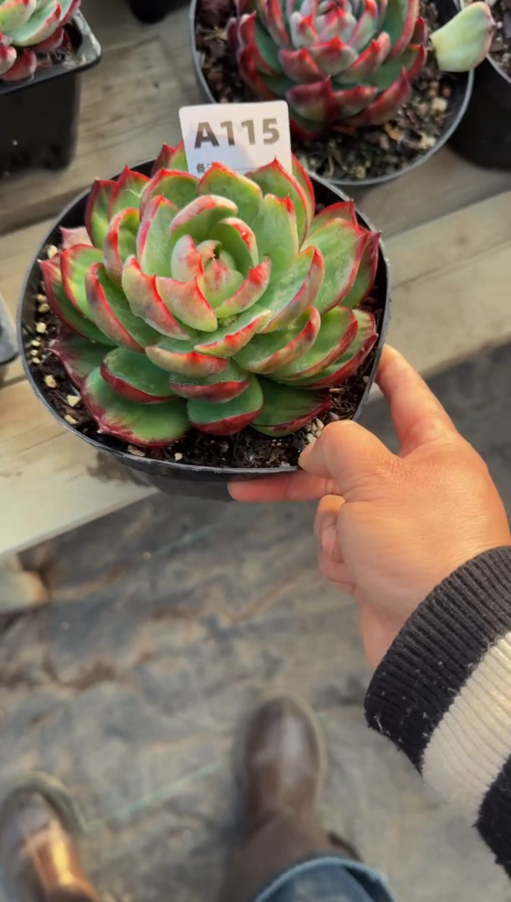 【闪购商品】A115惊鸿仙子（裸根发货）