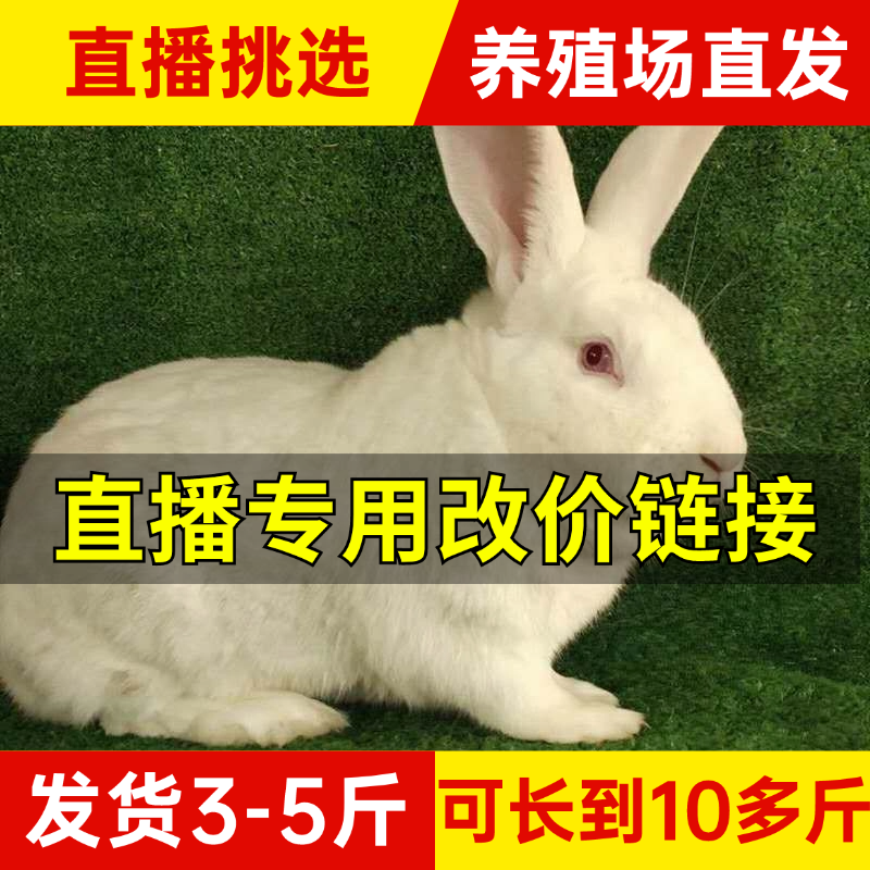 直播专用改价链接 直播挑选3-5斤种兔疫苗齐全可长十多斤