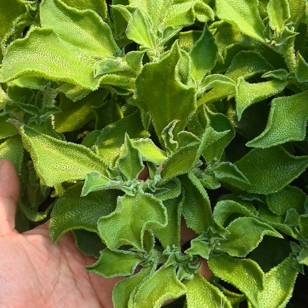 本地新鲜采摘-冰草2斤装