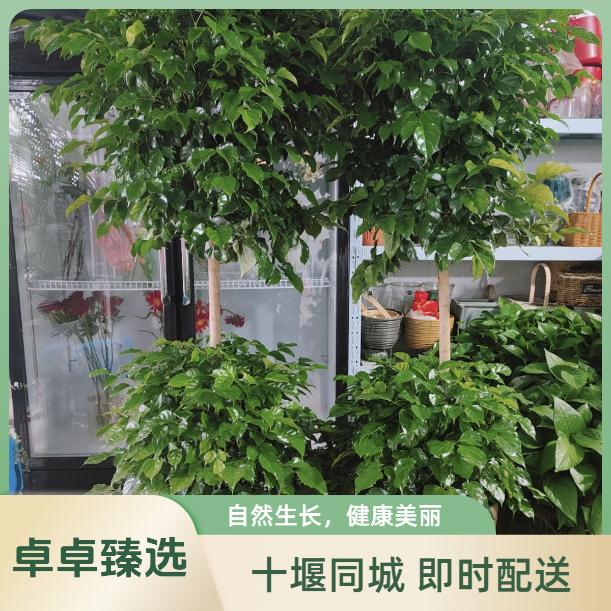 十堰同城【绿宝幸福树】开业盆栽搬家盆栽开业绿植乔迁绿植盆栽市区内送货到家十堰同城送货上门