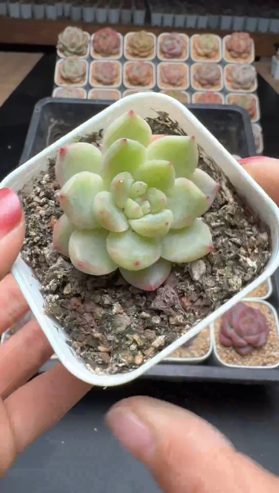 【闪购商品】692E号一物一拍多肉花卉植物3颗起发