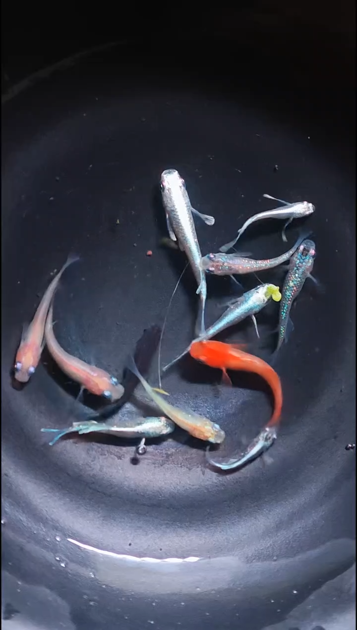 青鳉鱼观背青鳉027