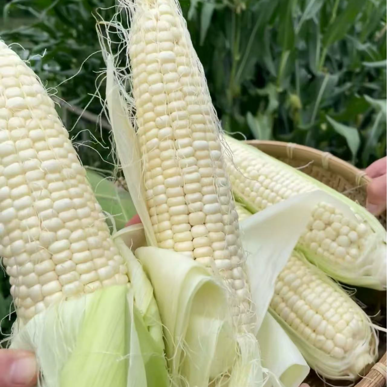 白甜糯/农科糯336玉米、拍4斤发5斤北京市