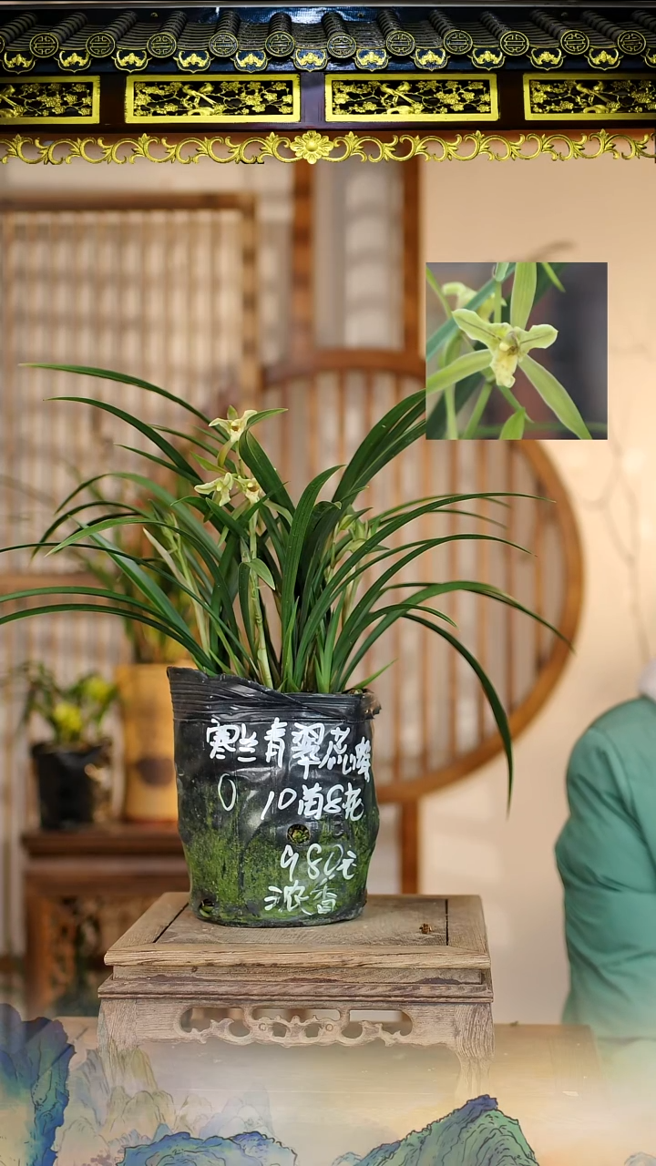 全部花苞寒兰青翠蕊蝶带花苞