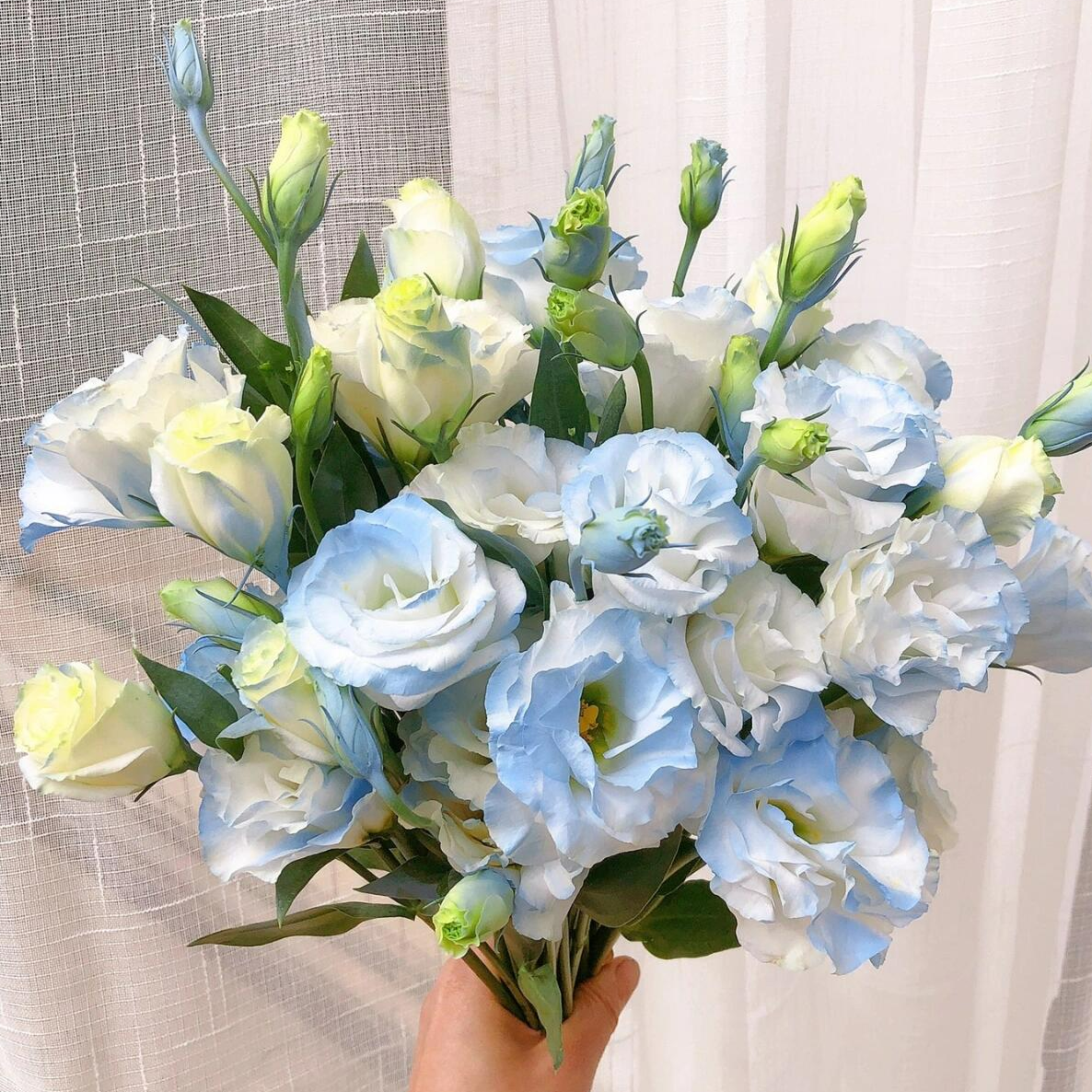 明日达【碎冰蓝洋桔梗花 （喷色） 】鲜花任意两单顺丰送货上门