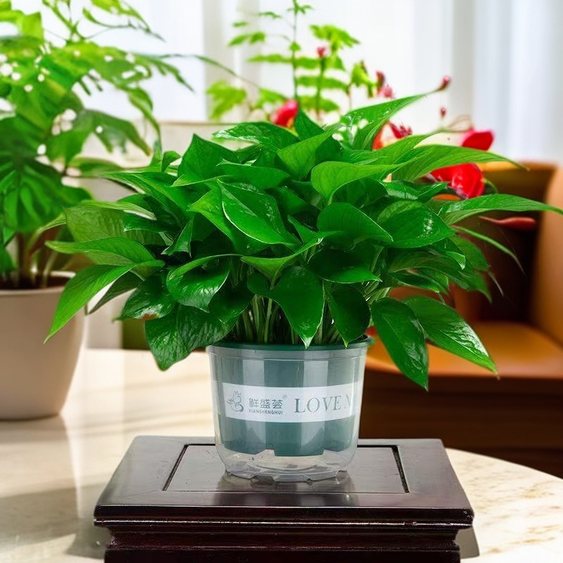 【618宠粉福利】精品水土培大绿萝盆栽室内花卉绿植物大型客厅好养