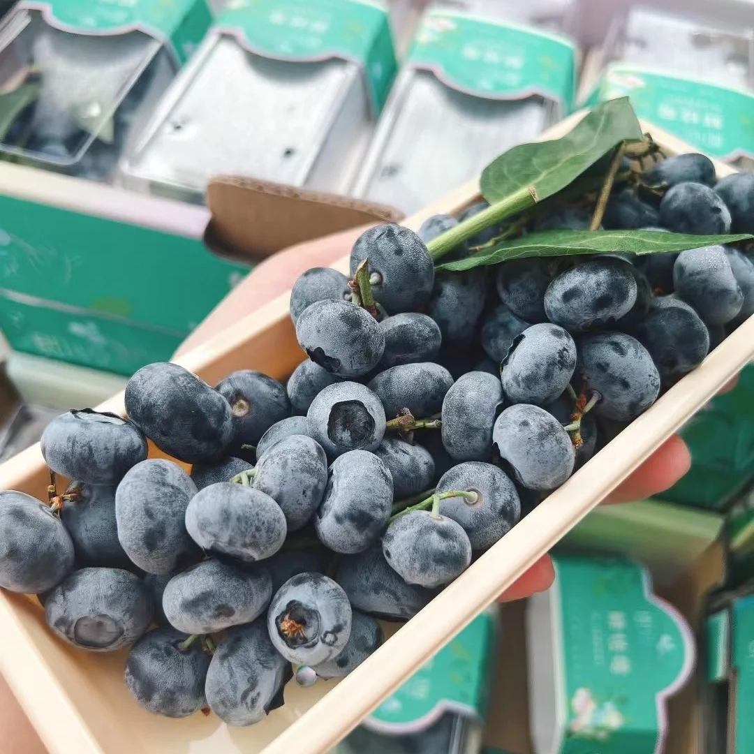 【鲜枝莓】 24mm 云南即悦鲜枝莓蓝莓 300g云南省