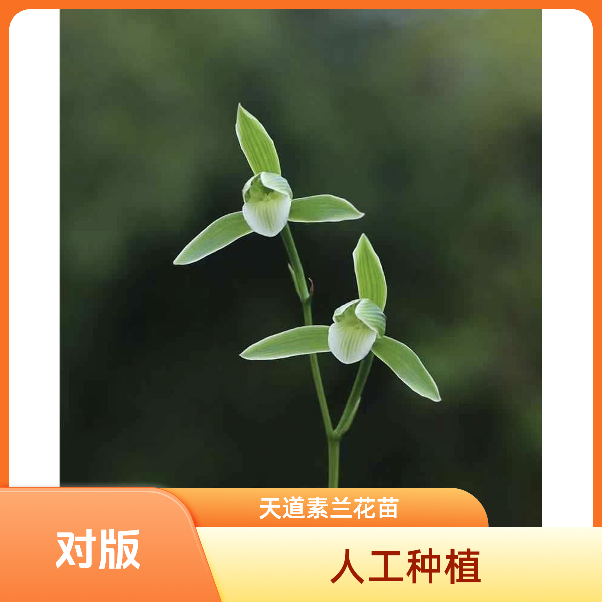 【天道素】寒兰名品老种2苗花开浓香好养易活对版 人工种植耐磨喷雾