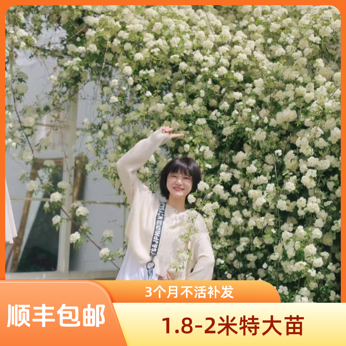 双12【1.8-2米大苗】白木香花大苗浓香花卉爬藤植物蔷薇庭院耐寒