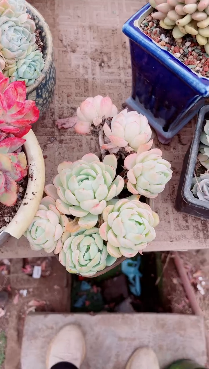 【闪购商品】07485多肉