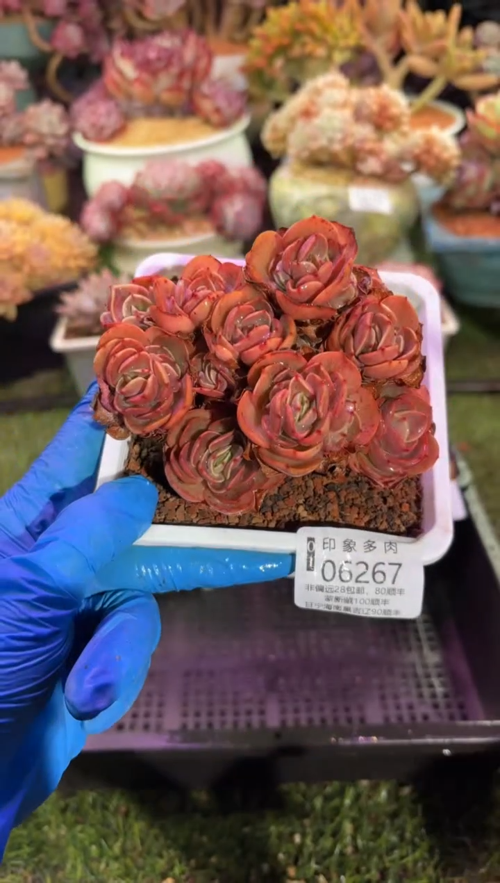 【闪购商品】06267