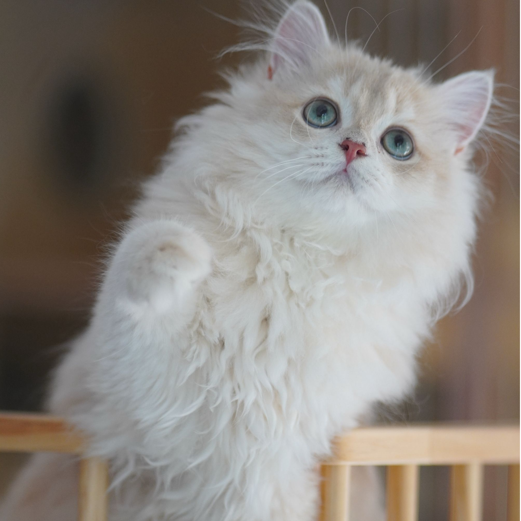 吐司渐层猫舍 渐层稀有色 聪明温顺可爱活泼小猫猫