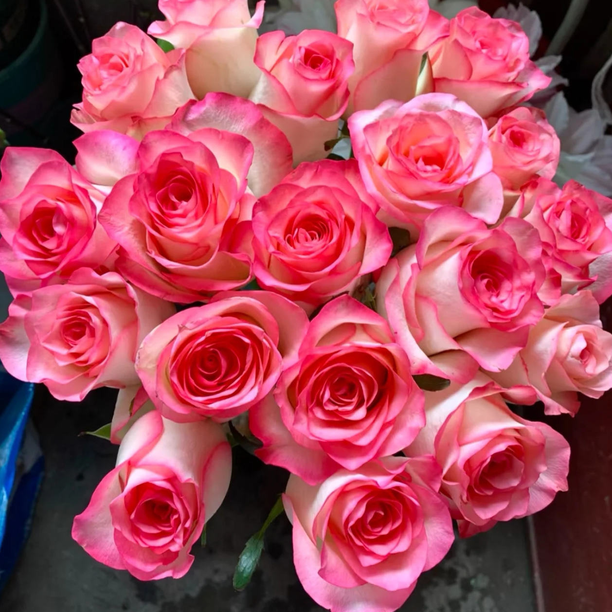 艾莎玫瑰---云南基地鲜切花，到货一定要先醒花