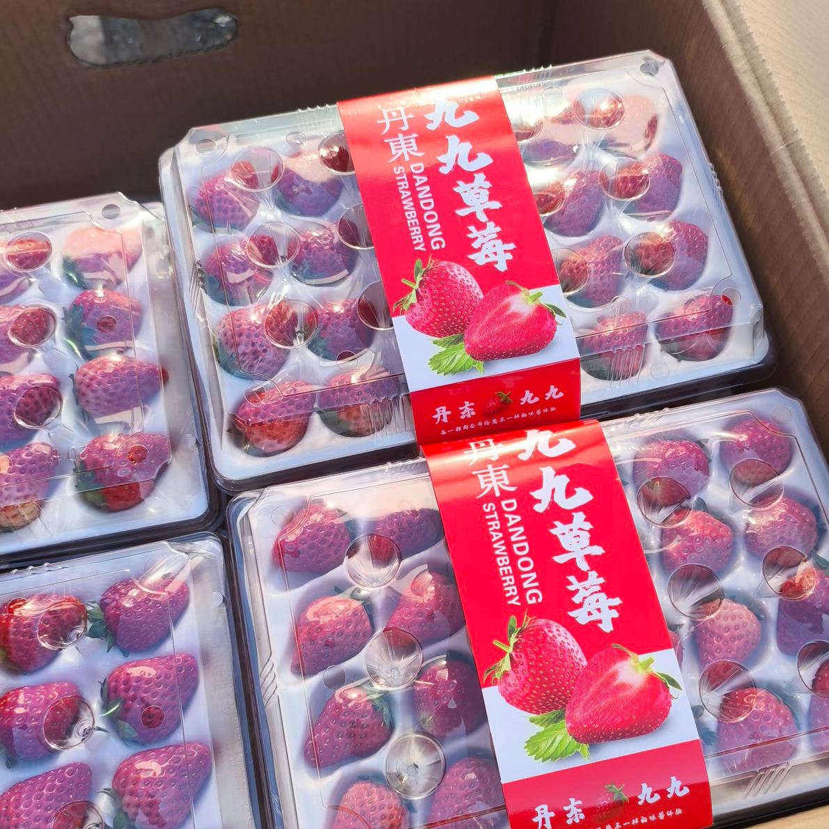 丹东九九草莓毛重300克