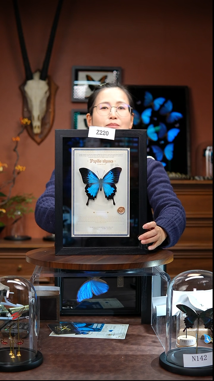 Z220     天堂凤蝶   拍下不退不换