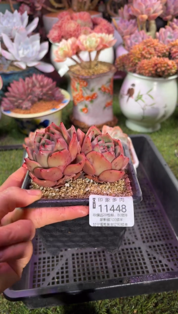 【闪购商品】11448