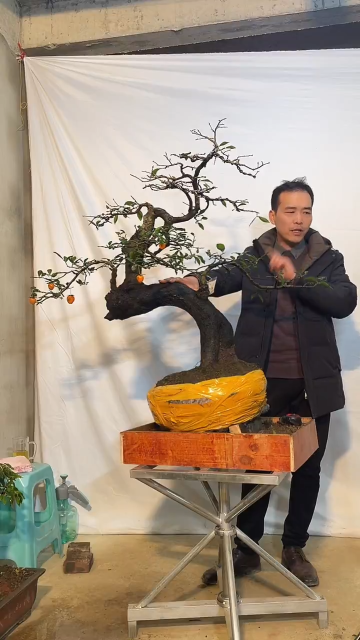 以实际为准金弹子 盆栽 盆景 一物一拍