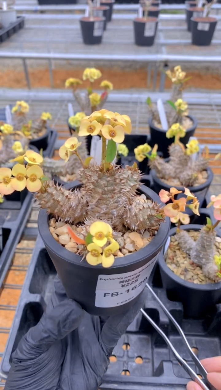 【闪购商品】美花大戟FB-1628