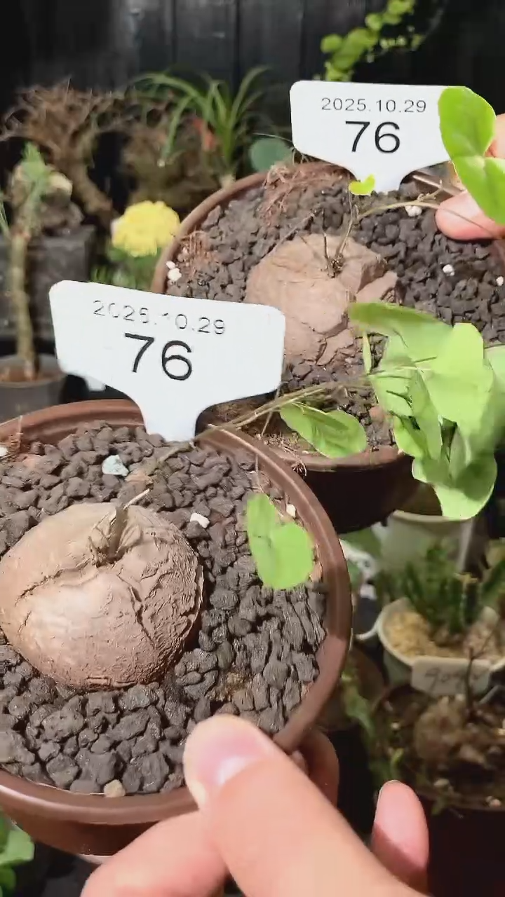 76号1029福利特价南非龟甲龙套餐