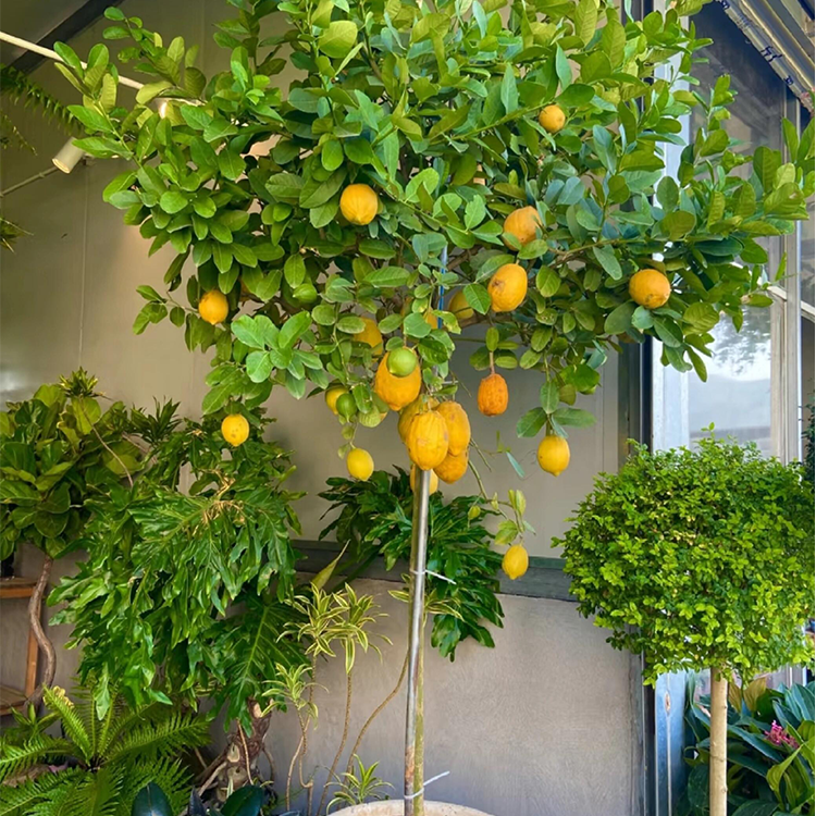 广东四季香水NM树苗带花带果室内外绿植盆栽果子可食用客厅阳台