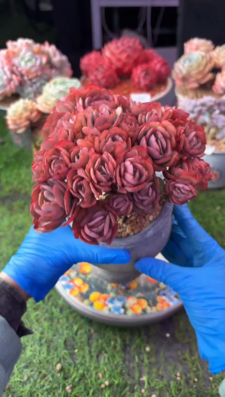 昆明印象多肉1003