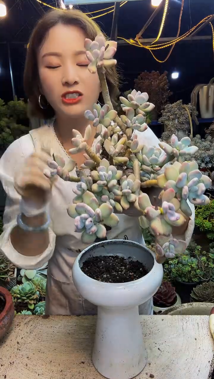 稻田姬老桩脱土包邮