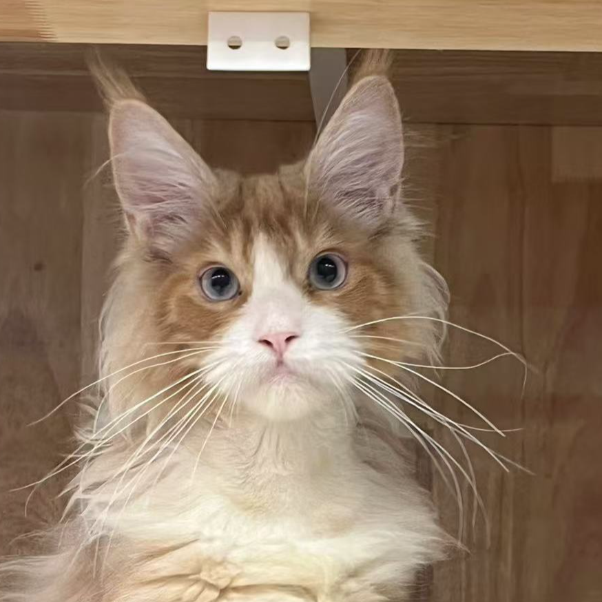 来了姊妹-红白蓝眼缅因猫 弟弟 33