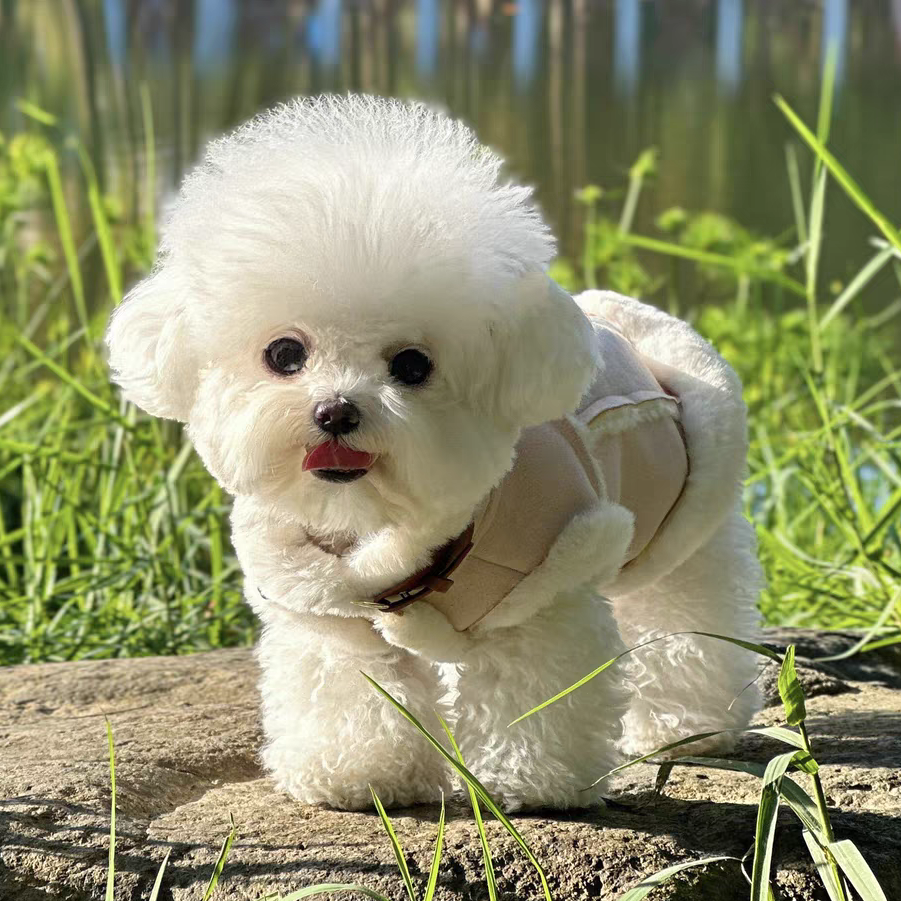 【天喜优宠】阿阳优选生活伴侣犬专属链接