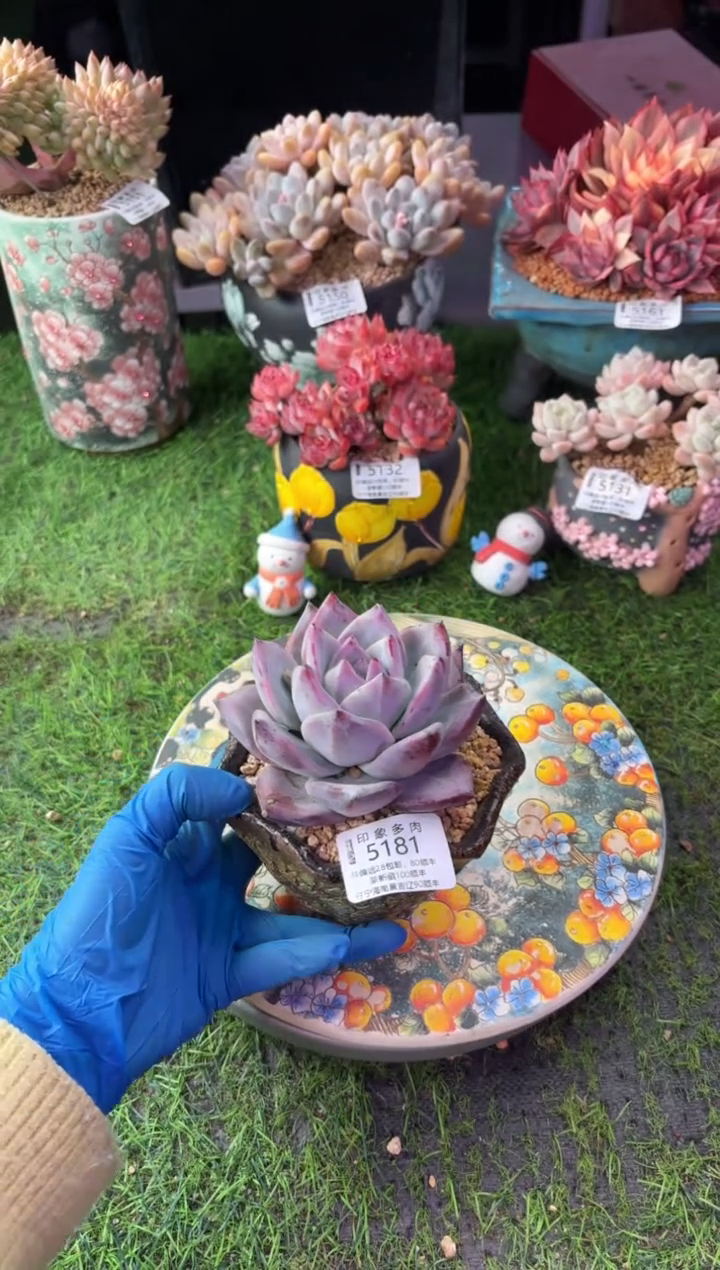 昆明印象多肉5181