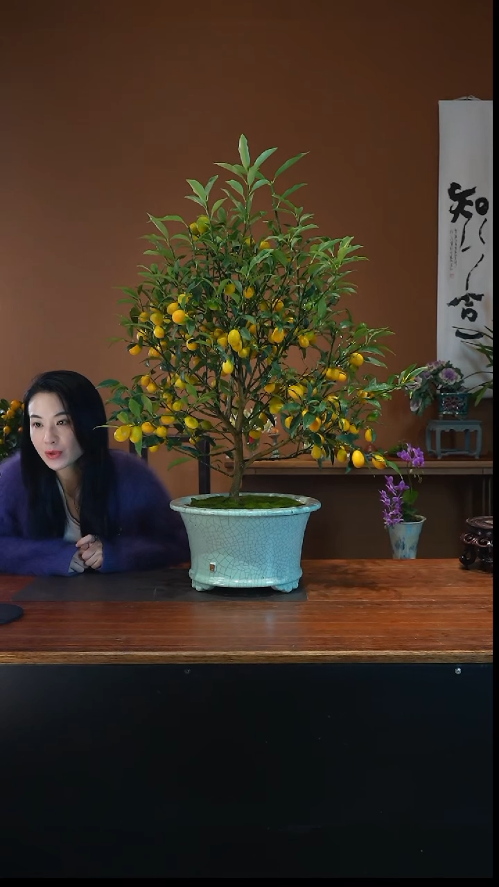 全部花朵金枣金桔景盆景盆景